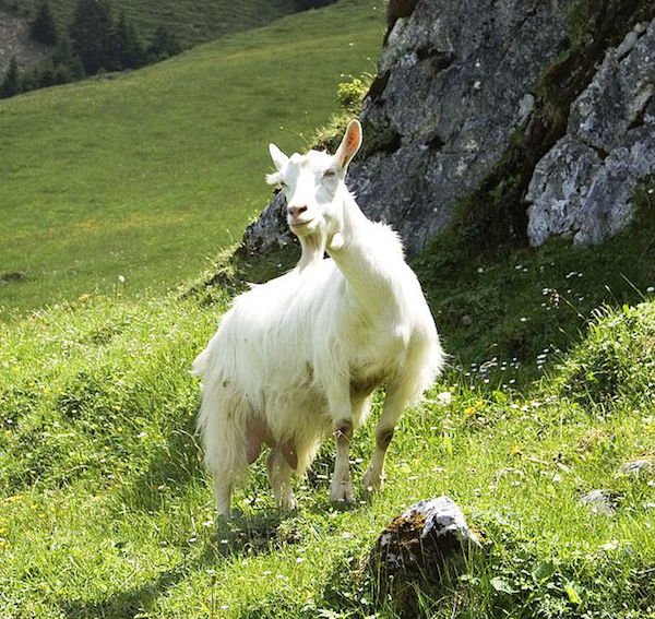 Appenzell goat
