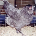 Ameraucana Breed