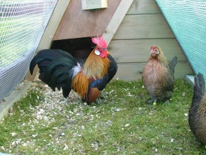 Bantam Breeds