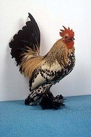 Bantam Breeds