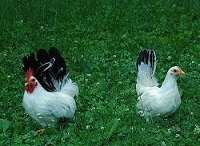 Bantam Breeds