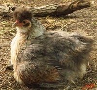 Bantam Breeds