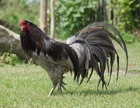 Bantam Breeds