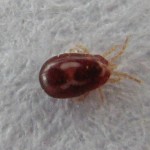 Chicken Mites Infestation