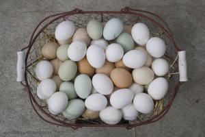 Healthy Egg Production