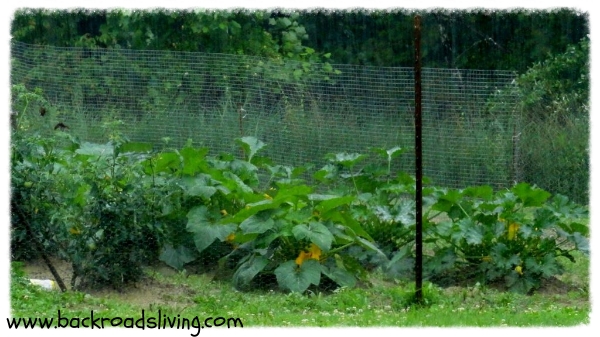 Vegetable Garden