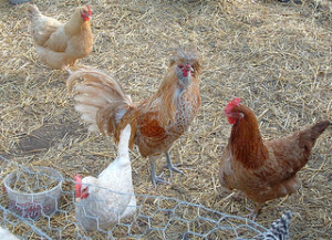 First tIme Chicken Owners