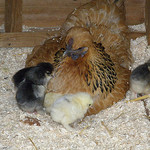 Broody Chickens