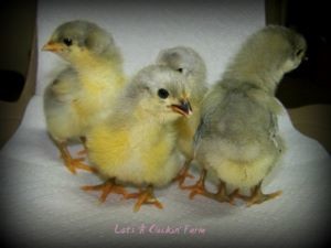 Where to buy chicks, hatching eggs, and chickens