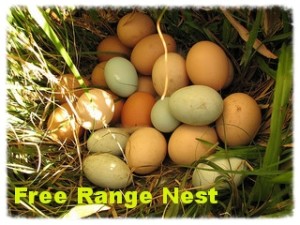 Chickens not laying eggs