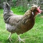 Cream Legbar Chicken Breed