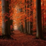 National Parks Picture