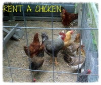 Rent a Chicken