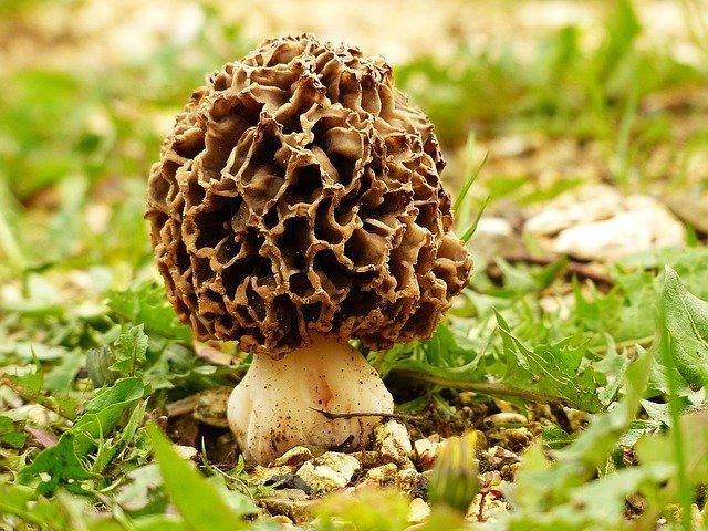 morel